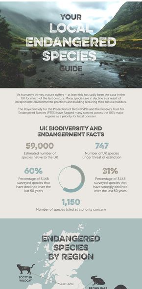 【演界信息圖表】扁平多彩復(fù)古-英國本地瀕危物種指南