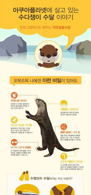 [演界信息圖表]扁平風(fēng)-水獺簡介