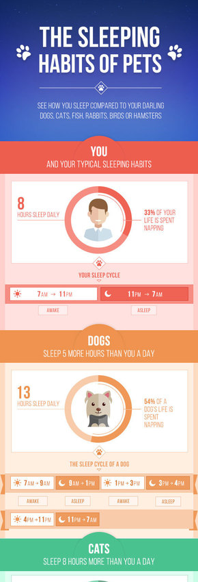【演界信息圖表】多彩圖文-寵物的睡眠習(xí)慣