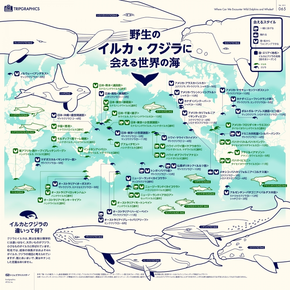 【演界信息圖表】單色扁平-世界海豚鯨魚(yú)分布圖