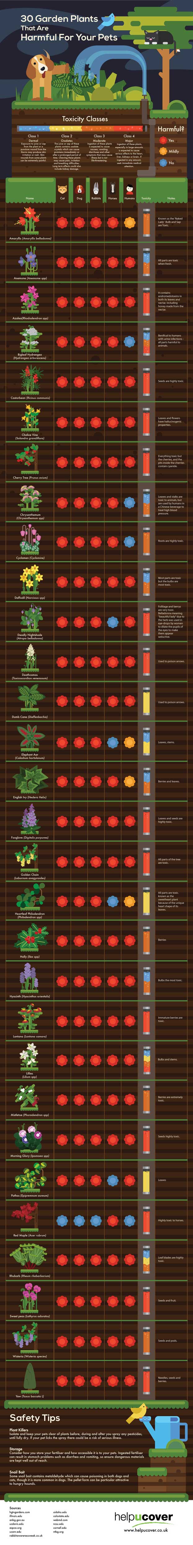 【演界信息圖表】彩色扁平-30種對寵物有害的植物
