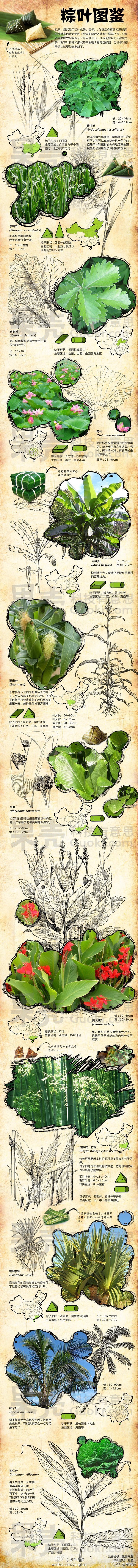 【演界信息圖表】簡約質(zhì)感- 你知道粽葉來自什么植物嗎？