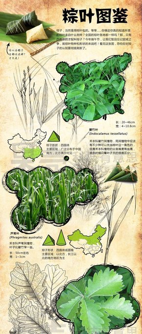 【演界信息圖表】簡約質(zhì)感- 你知道粽葉來自什么植物嗎？