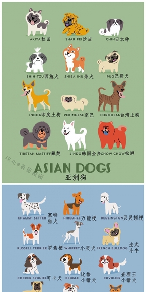 【演界信息圖表】扁平化-如果狗狗按國家分類