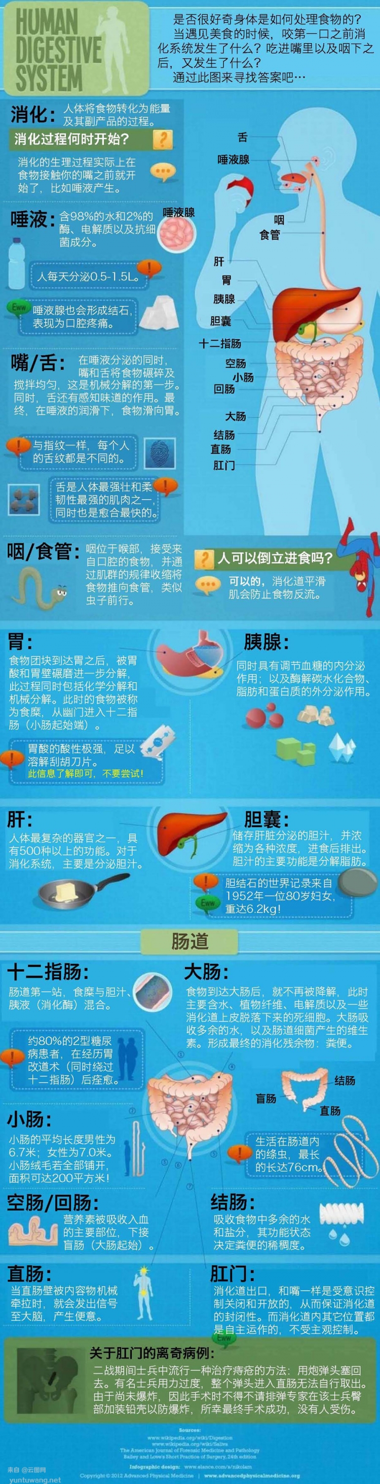 【演界信息圖表】精美圖表-人體的消化系統(tǒng)