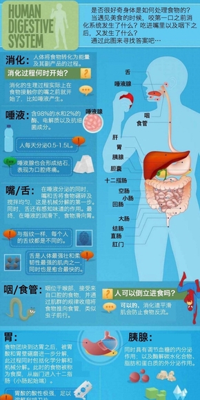 【演界信息圖表】精美圖表-人體的消化系統(tǒng)