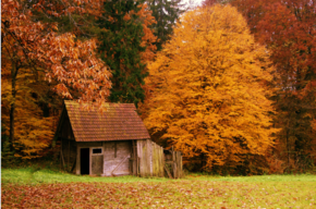 【圖片分享計劃】autumn scenes