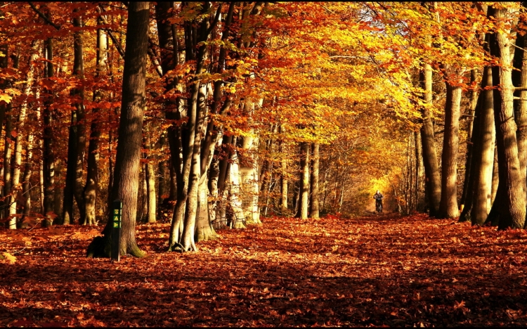 【圖片分享計(jì)劃】autumn sports