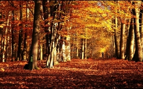【圖片分享計劃】autumn sports