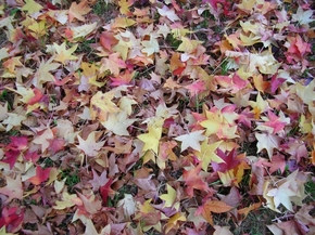 【圖片分享計劃】autunno