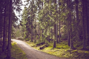【圖片分享計劃】Dirt Road Green Trees Forest Hiking Trail