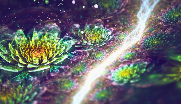 【圖片分享計(jì)劃】菊06
