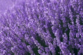 【圖片分享計劃】薰衣草06