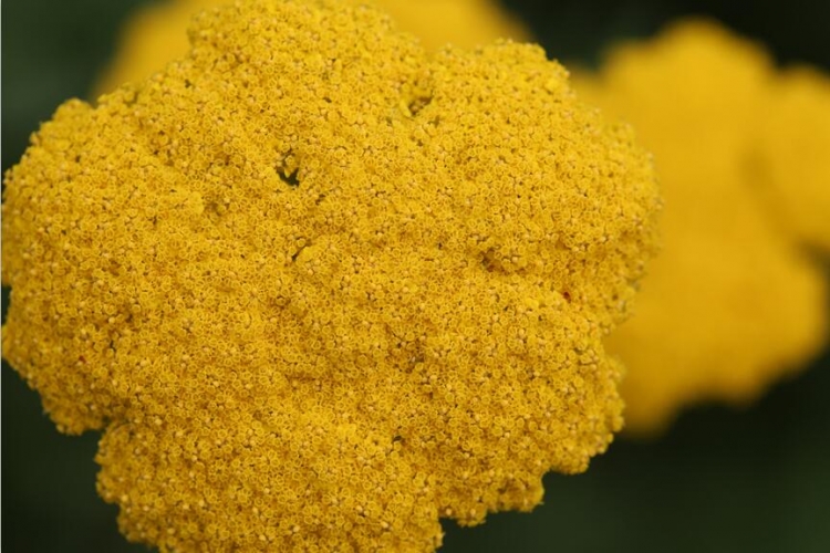 【圖片分享計(jì)劃】餓了的獅王_172 植物 菜花