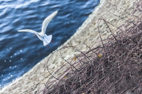 【圖片分享計(jì)劃】餓了的獅王_413 鳥(niǎo)巢 海鳥(niǎo)