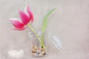 【圖片分享計劃】春天得花088