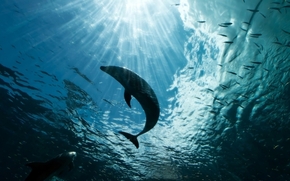 【圖片分享計(jì)劃】餓了的獅王_1076 魚群 大魚 海洋