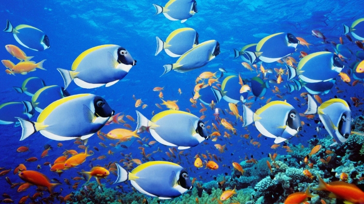 【圖片分享計劃】餓了的獅王_1151 海洋中的魚群