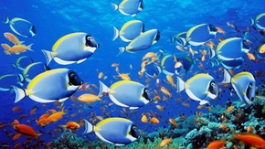 【圖片分享計(jì)劃】餓了的獅王_1151 海洋中的魚群