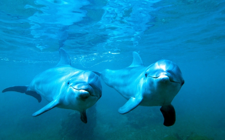 【图片分享计划】饿了的狮王_1240 两只海豚