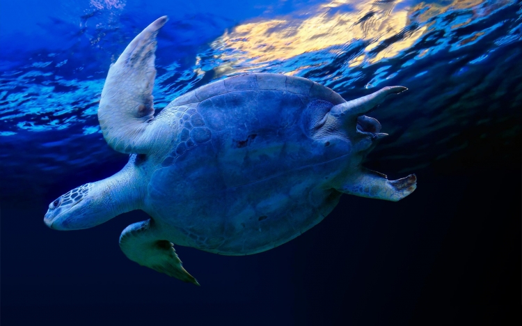 【图片分享计划】饿了的狮王_1393 海洋 乌龟