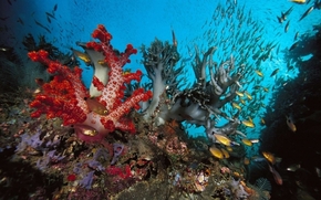 【圖片分享計(jì)劃】餓了的獅王_1395 海洋 珊瑚 魚群