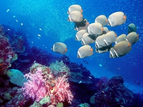 【圖片分享計(jì)劃】餓了的獅王_1396 海洋 魚群