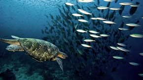 【圖片分享計(jì)劃】餓了的獅王_1397 海龜 魚群