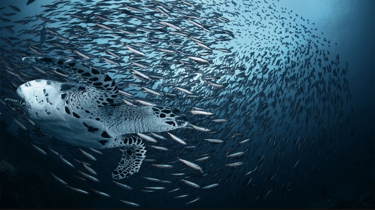 【圖片分享計(jì)劃】餓了的獅王_1399  大魚群
