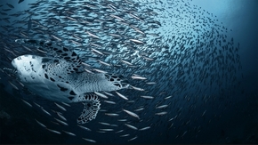 【圖片分享計(jì)劃】餓了的獅王_1399  大魚群