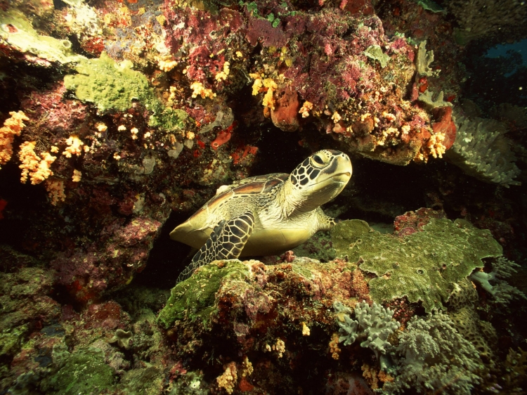 【圖片分享計(jì)劃】餓了的獅王_1420 海洋 烏龜