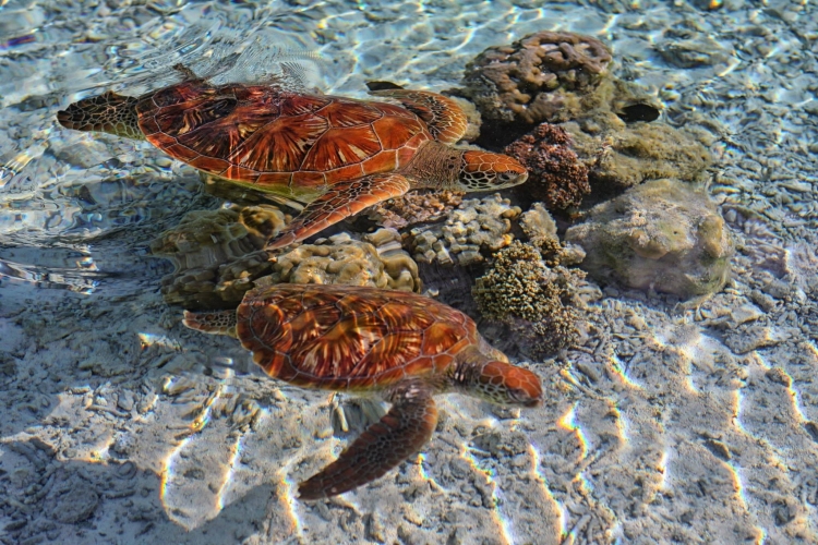 【圖片分享計(jì)劃】餓了的獅王_1477 海洋 烏龜