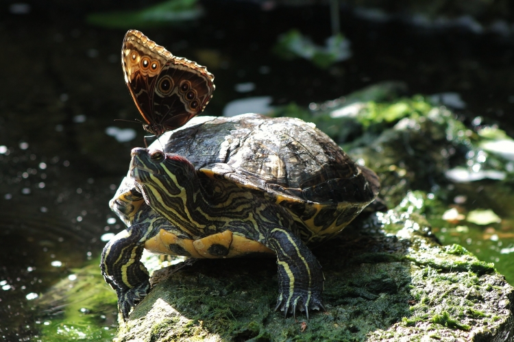 【圖片分享計劃】餓了的獅王_1520 動物 烏龜