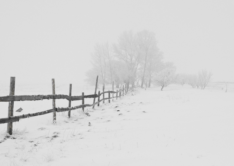 【圖片分享計劃】雪&霧凇