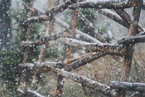 【BANNER分享計劃】  雪  木 459