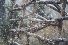 【BANNER分享計(jì)劃】  雪  木 459