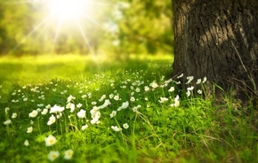 【桌面壁紙】夏日草地大樹(shù)