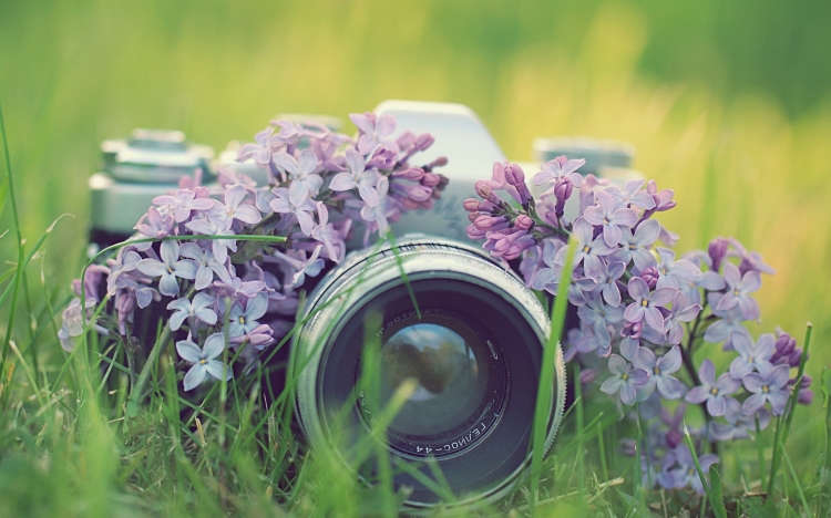 【桌面壁紙】lomo相機和丁香花
