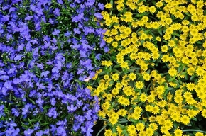 【桌面壁紙】 黃花紫花圖