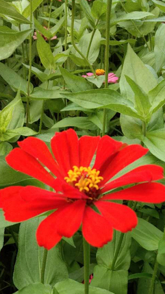紅色花朵