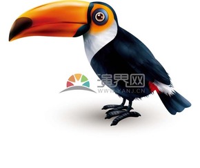  Cartoon animal exquisite bird material