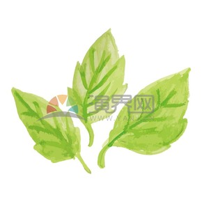  Hand painted watercolor green leaf plant material