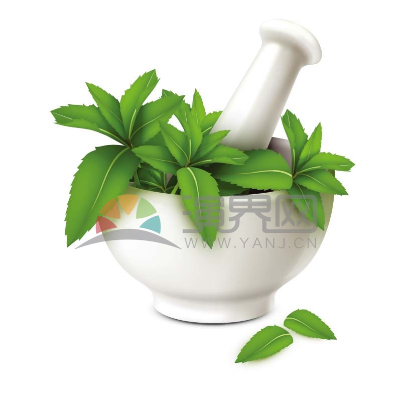 綠色薄荷葉