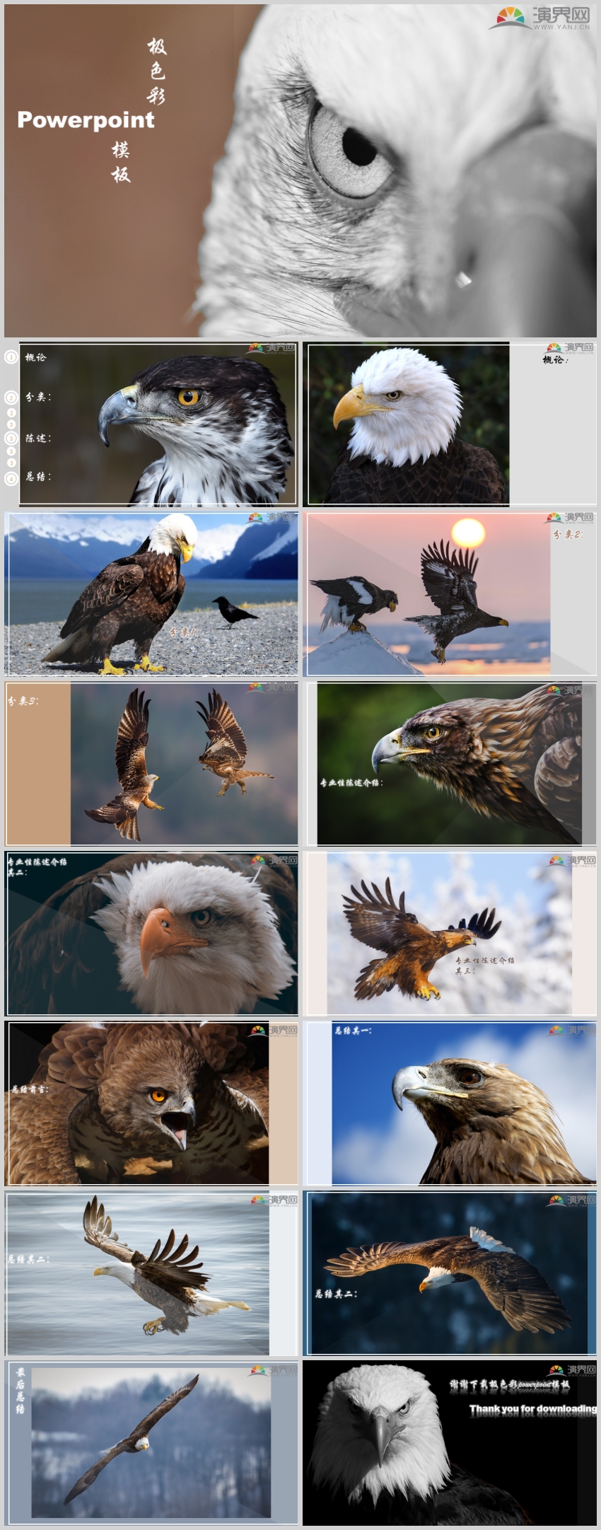 極色彩PPT—hawk 模板