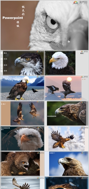 極色彩PPT—hawk 模板