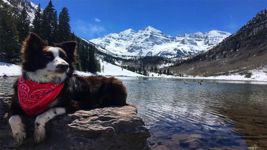 高山下的犬