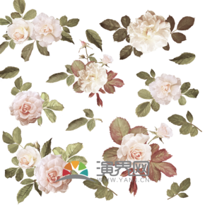  3 White rose