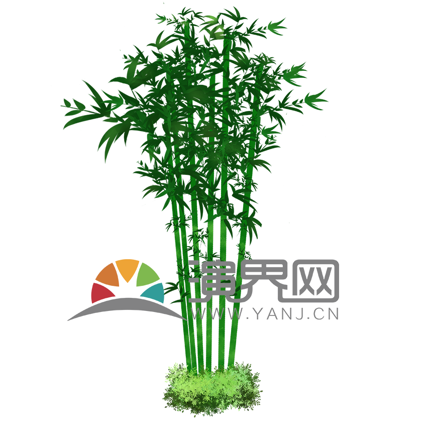 竹子竹林1