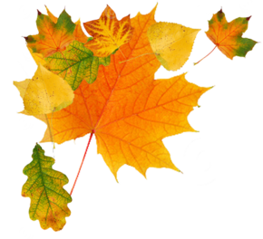  Autumn leaf vector material
