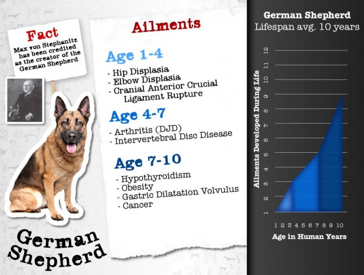 【演界信息圖表】infographic-large-dog-diseases